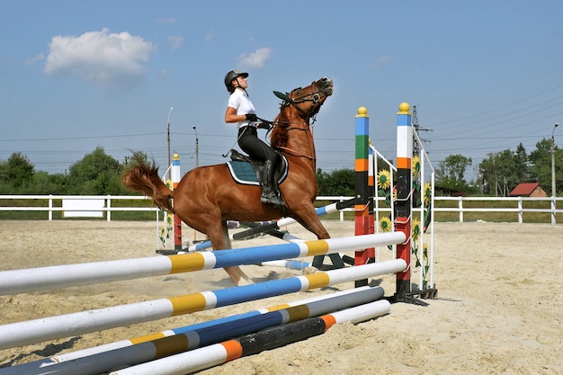 Girl riding a horse stops in front of the barrier on training.