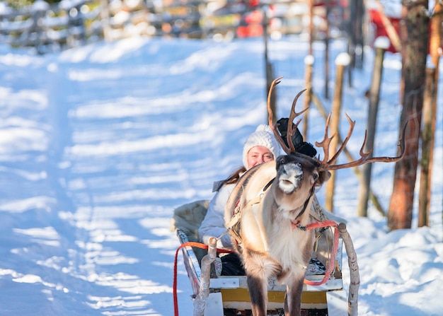 Фото Девушка катается на оленьих упряжках зимой рованиеми, лапландия, финляндия