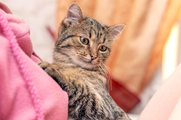 Girl in the room holding a small striped kitten