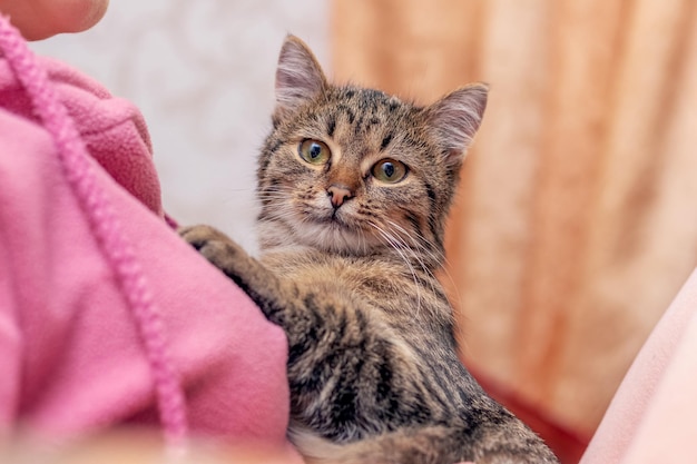 Girl in the room holding a small striped kitten