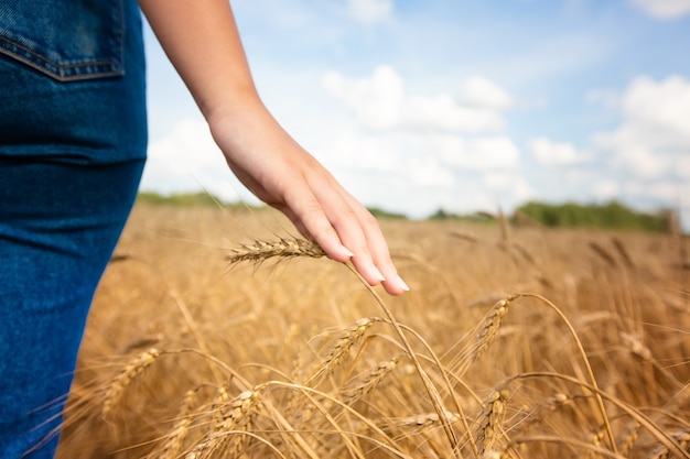 the girl runs her hand over the ears of wheat