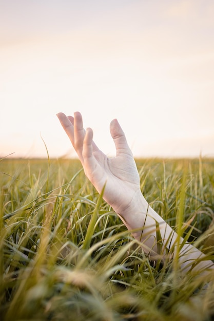 girl's hand between plants at sunset