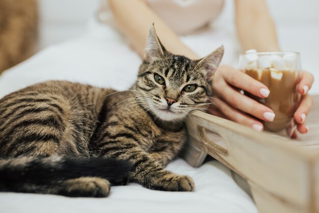 고양이 근처에 누워있는 동안 여자의 손에 카푸치노를 들고