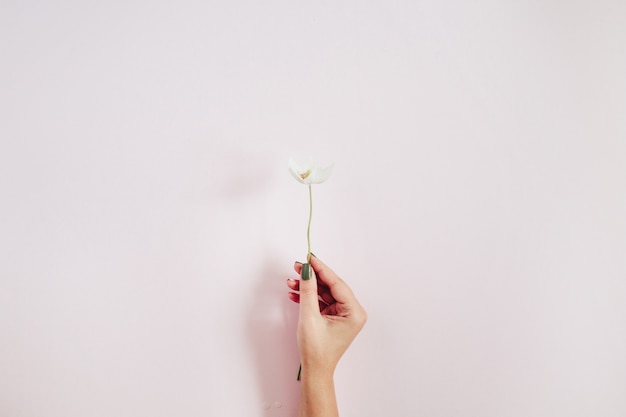 Girl's hands holding white one flower on pink