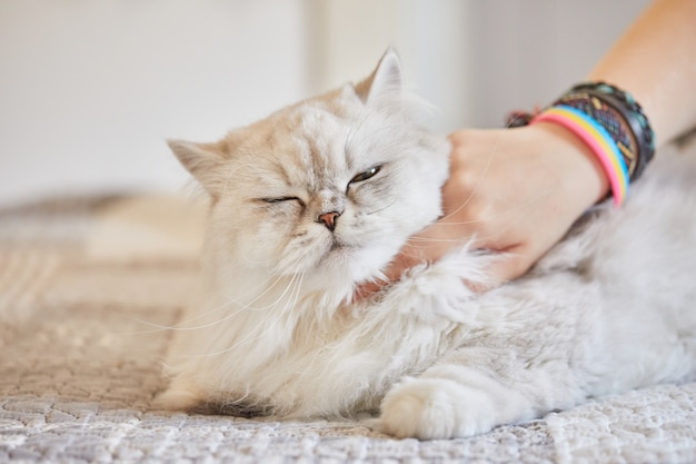 La ragazza graffia il collo del gatto bianco a pelo lungo britannico.