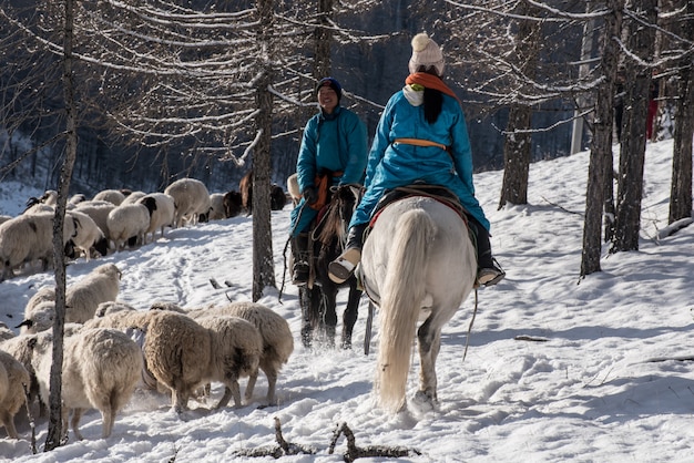  Girl shepherd sitting on horse and shepherding herd of sheep in prairie with snow-capped mountains on background