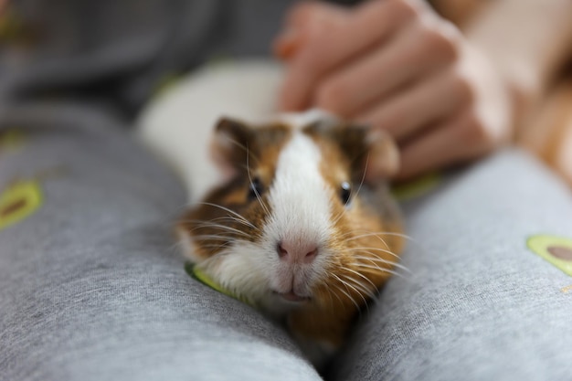 La ragazza accarezza la cavia