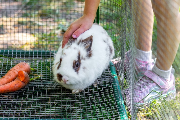 The girl strokes a little white fluffy rabbit_