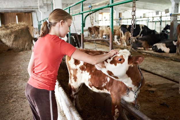 Фото Девушка гладит теленка на молочной ферме