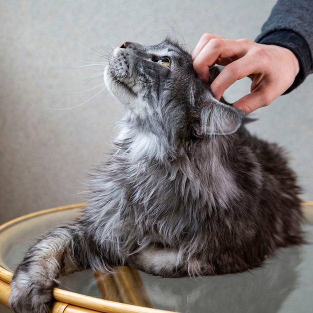 A girl stroking a Maine Coon cat. Pet care