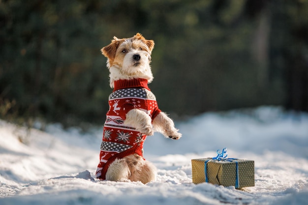 セーターを着た女の子が、ジャック・ラッセル・テリア犬に雪のクリスマス・コンセプトの冬のトウヒの森でジャック・プレゼントを贈る