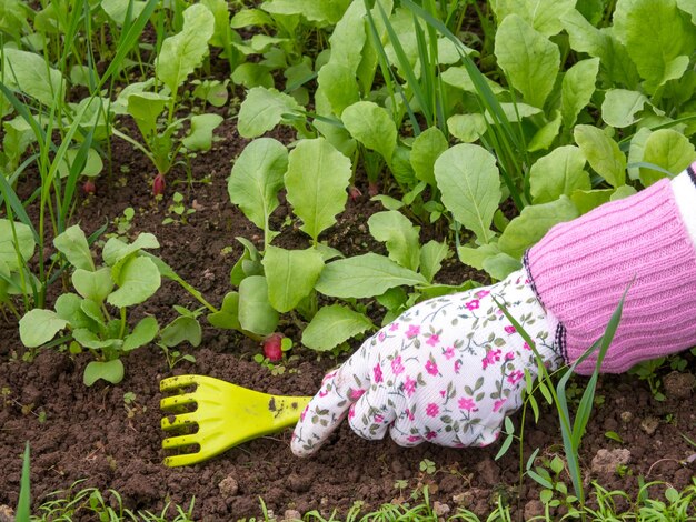大根の世話をする女の子が雑草を取り除き、温室で地面を緩めます