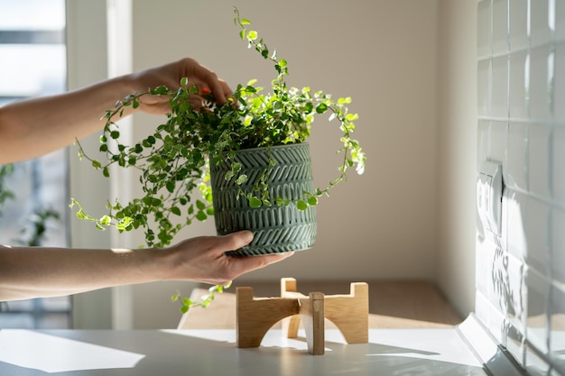 Girl taking care about Ficus plant at home holding houseplant in ceramic pot touching green leaves