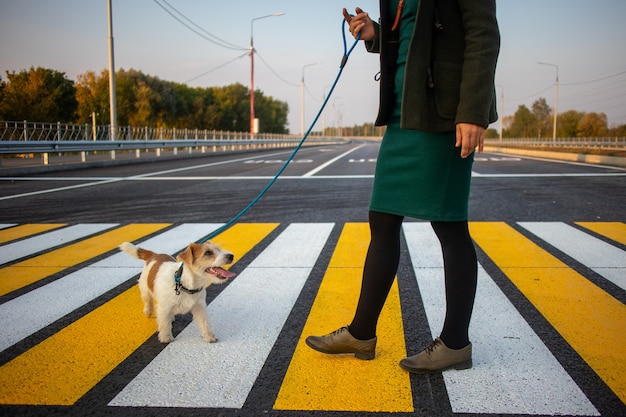 The girl teaches the dog to cross the pedestrian crossing