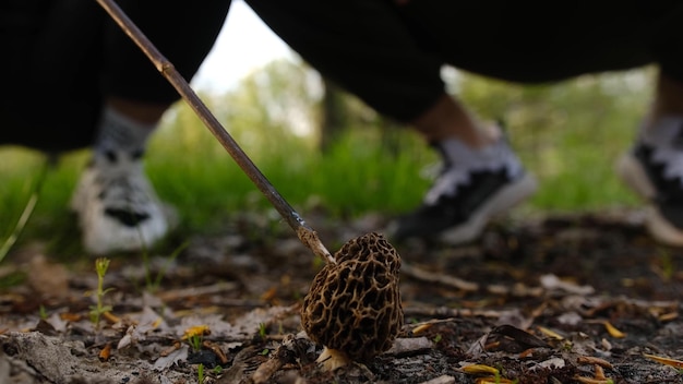 A girl touches a mushroom with her hand and stick