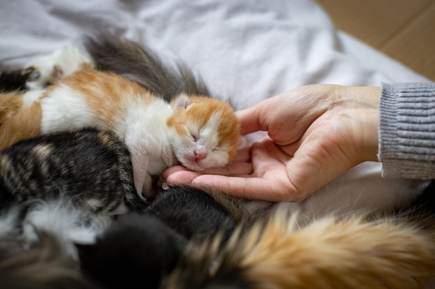 The girl touches the sweetly sleeping kitten on the bed