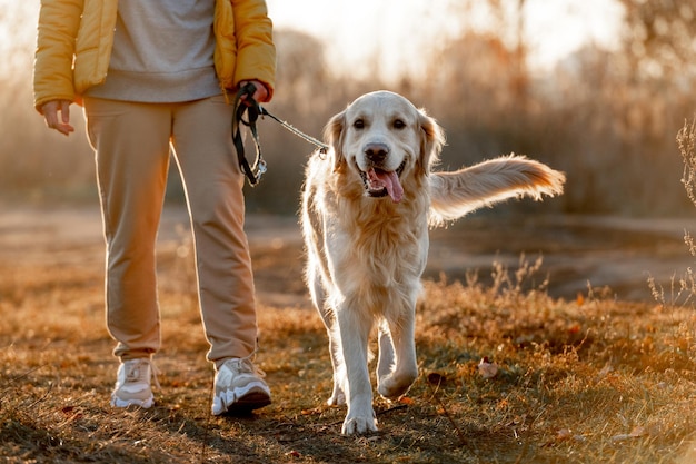 屋外で夕日の光でゴールデンレトリバー犬を訓練する女の子。秋の自然の中で犬のペットのラブラドールと若い女性