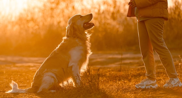 Girl training golden retriever dog with sunset light outdoors. young woman with doggy pet labrador at nature at autumn