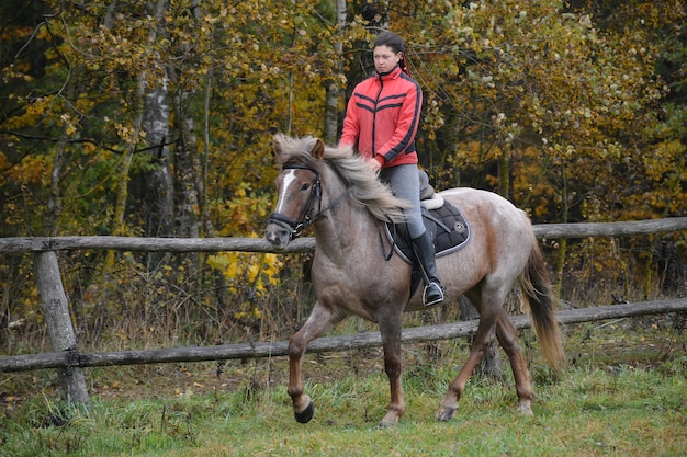 Foto una ragazza addestra un giovane cavallo