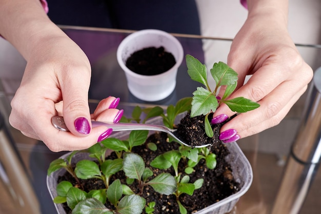 家で新しいポットに植物の苗を移植する女の子