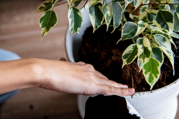 a girl transplants a ficus into a large flower pot