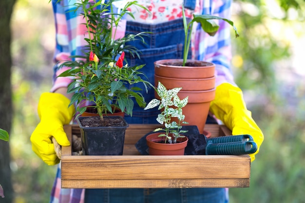 Girl transplants flowers in the garden. flower pots and plants for transplanting