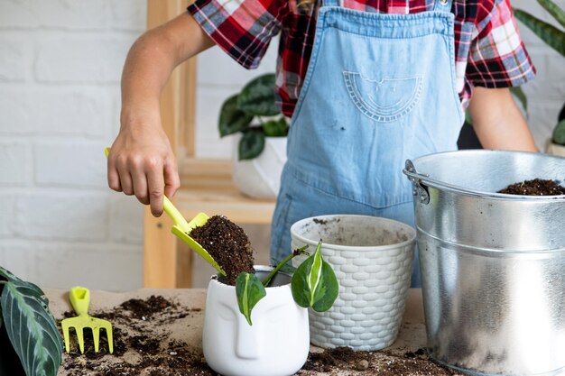 鉢植えの観葉植物フィロデンドロンを水はけのある新しい土に移植する少女 鉢植えの手入れ