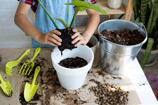 鉢植えの観葉植物フィロデンドロンを水はけのある新しい土に移植する少女 鉢植えの手入れ