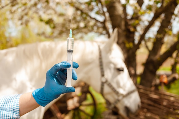 A girl vaccinates a horse