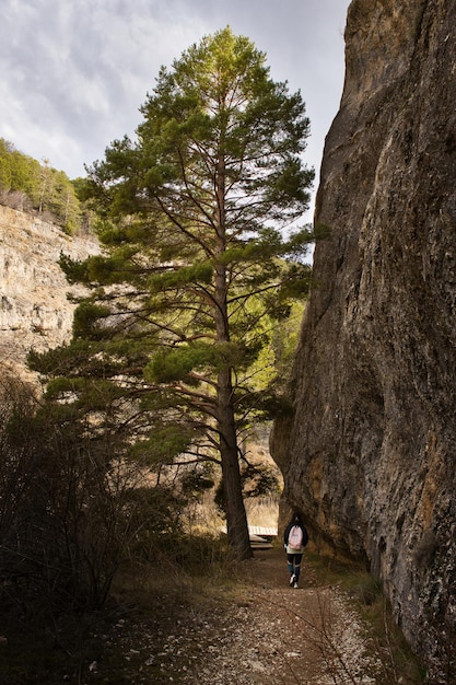 Girl walking under a big tree on a cliff face