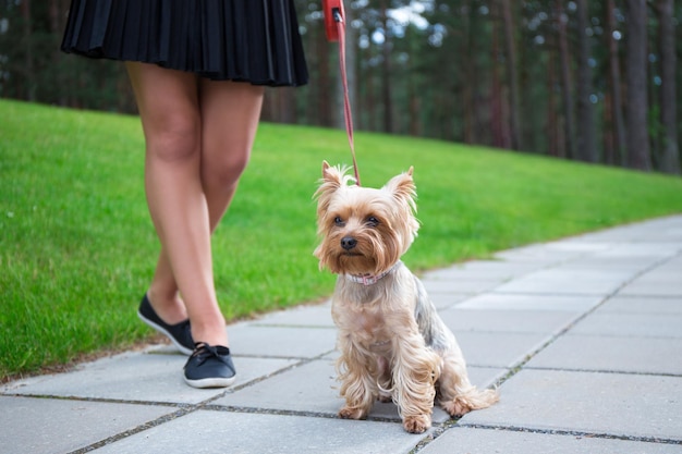 公園でかわいい犬ヨークシャーテリアと一緒に歩く女の子