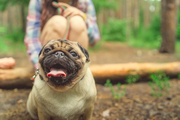 Girl walking with a dog breed pug in the Park Pug resting in the woods