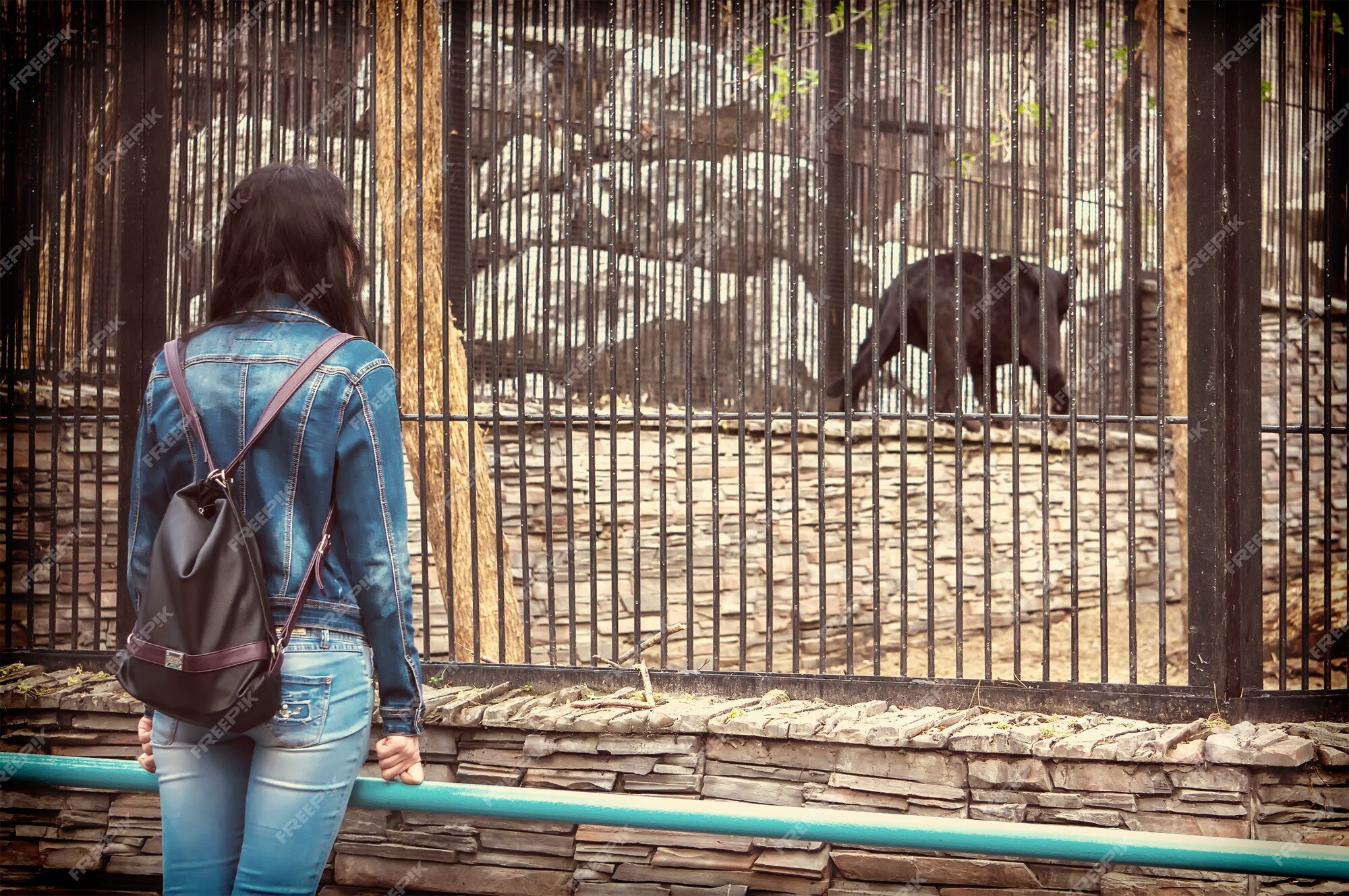 Premium Photo | The girl walks through the zoo and looking at animals in  cages. black jaguar in a cage.