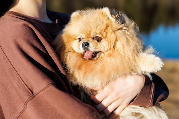 小さな子犬と一緒にペットと一緒に公園の屋外レクリエーションで犬と一緒に歩く女の子