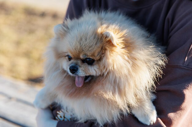 小さな子犬と一緒にペットと一緒に公園の屋外レクリエーションで犬と一緒に歩く女の子