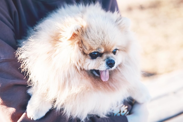 小さな子犬と一緒にペットと一緒に公園の屋外レクリエーションで犬と一緒に歩く女の子