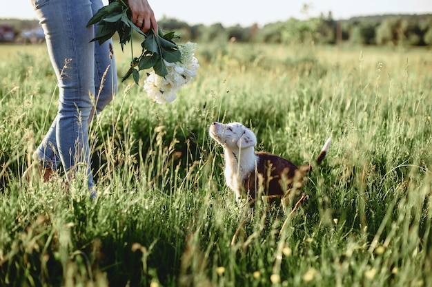 The girl walks with a puppy in a field in a bicycle in the back of sunny light