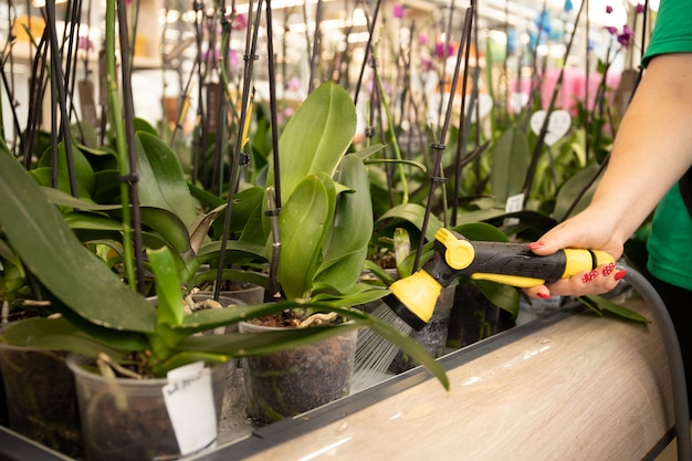 Girl watering orchids.