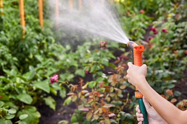 Girl watering a vegetable garden from a watering hose Closeup selective focus