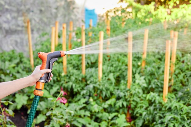 Girl watering a vegetable garden from a watering hose