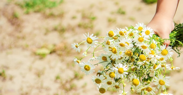 カモミールを持つ少女。写真。自然の花。