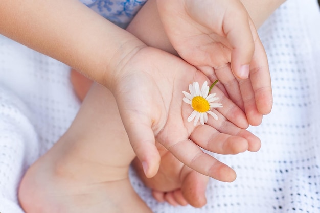 Photo girl with chamomile selective focus chamomile in the hands of a child