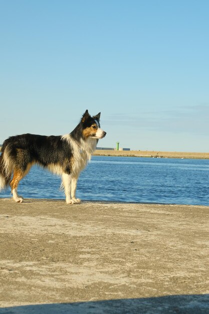 A girl with a dog on the shore looking at a sailboat