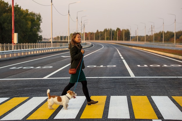 横断歩道を歩いているジャックラッセルテリアの女の子。