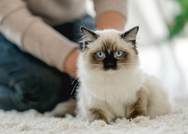 Girl with ragdoll cat