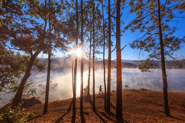 Girl or woman seeing view pine forest on morning time