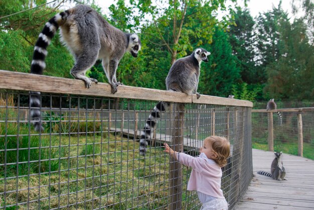 動物園の女の子がキツネザルの尻尾に触れたいと思っています。ワオキツネザル