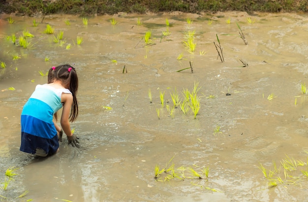 The girls are learning to grow rice in the rice field 