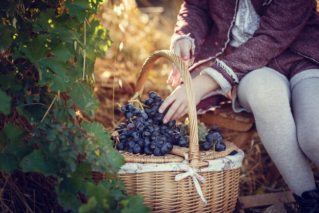 girls in September to harvest vineyards , collect the selected grape bunches in Italy for the great harvest. biological concept id , organic food and fine wine handmade