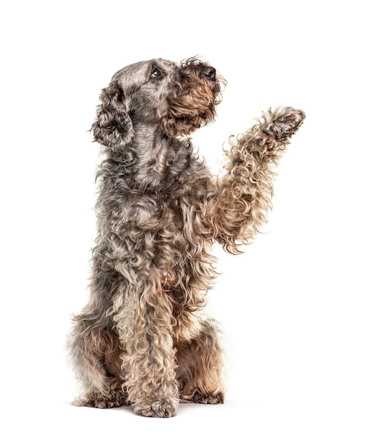 Gives paw crossbreed dog looking up, isolated on white